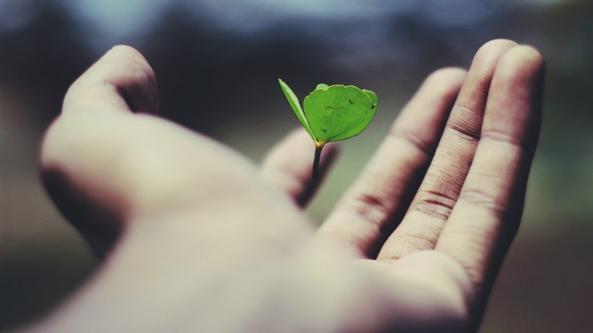 hand holding a small plant