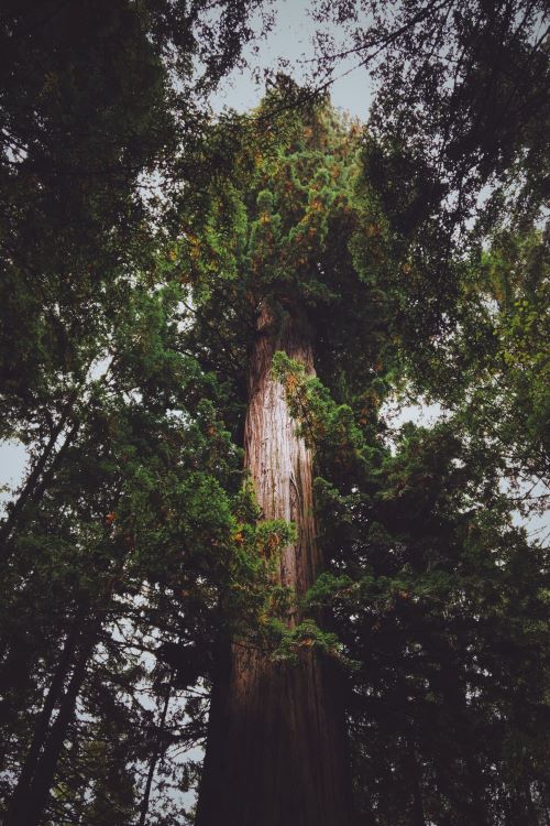 oldest tree in the world